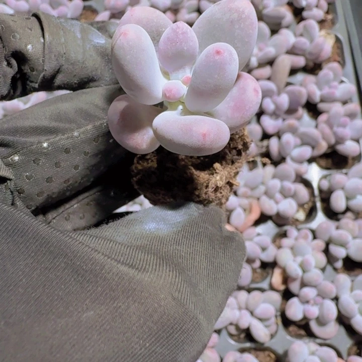 芭比奶酪量拍两颗