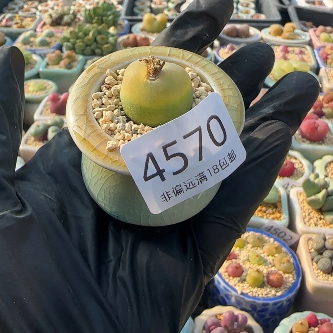 4570--一物一拍 带盆