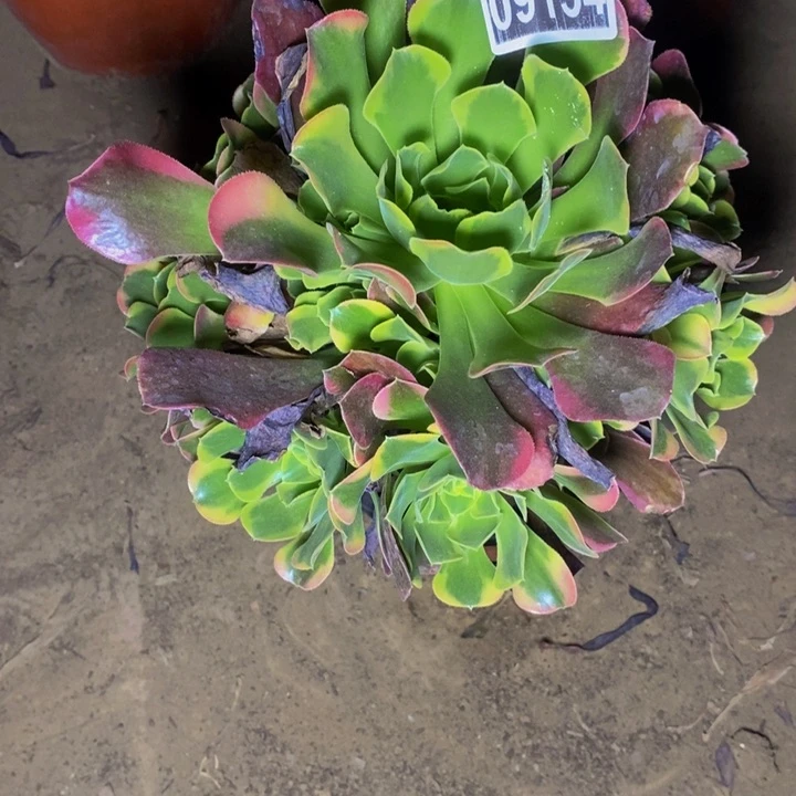 09154号特斯拉法师