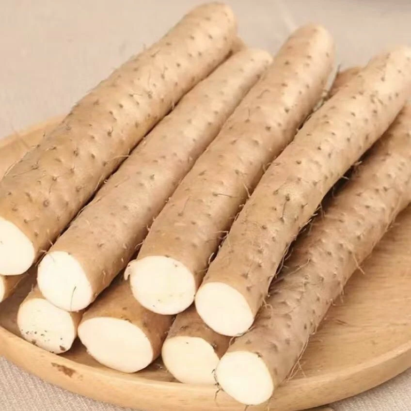 垆土铁棍山药新鲜粉糯40-50cm