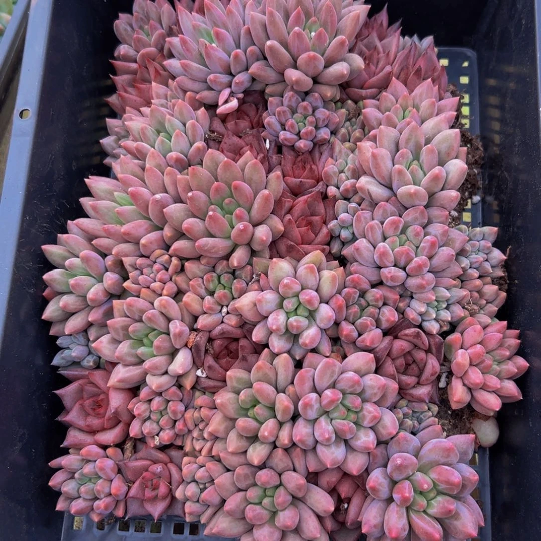 075多肉植物和各种动物在