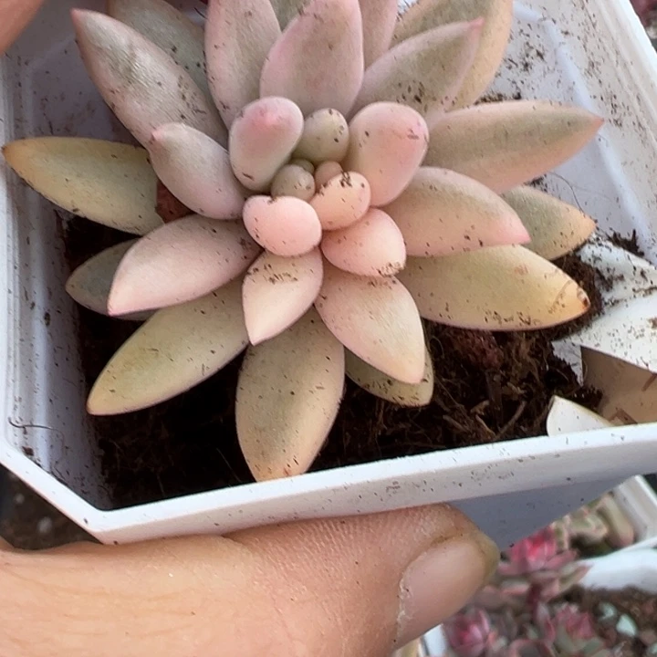 红蜻蜓锦多肉植物2311