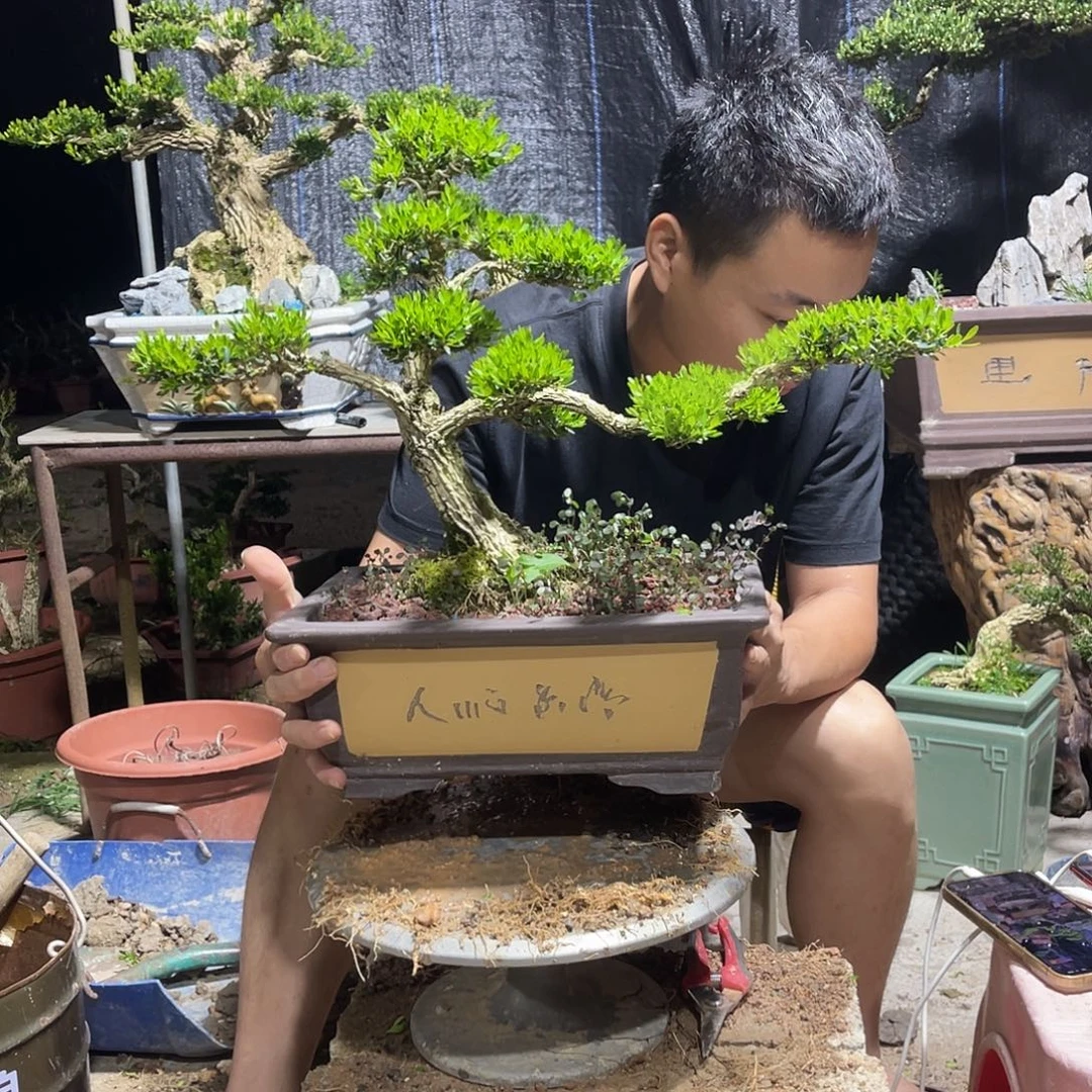 当前无花栽培后可以开花