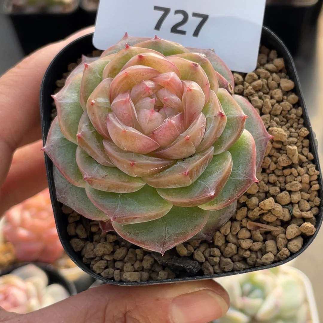 727号糖心冰心珍妮 冻唇蜜