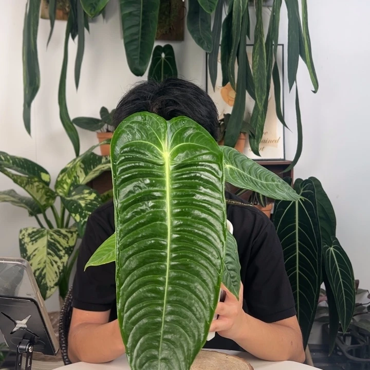 不开花植物火鹤王