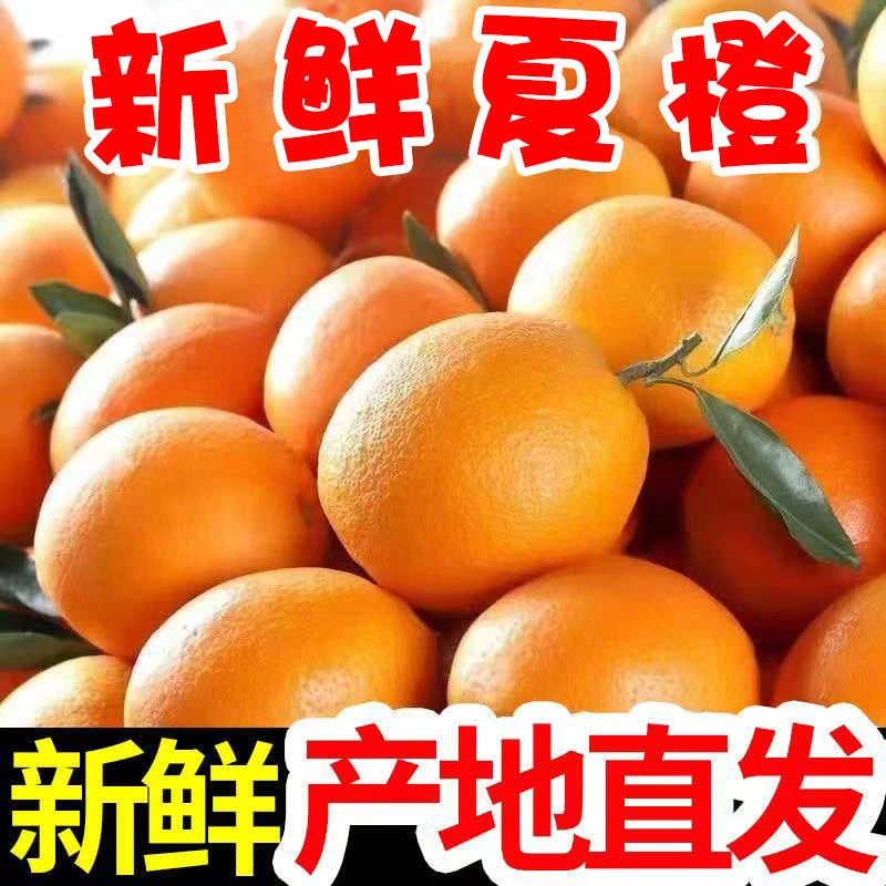 高山夏橙榨汁新鲜水果高山橙子酸甜多汁批发整箱榨汁非赣南的脐橙