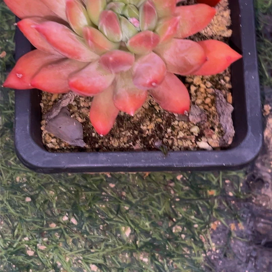 2539下午多肉植物群生