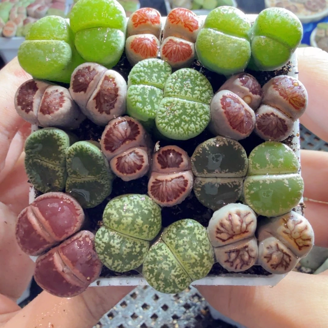 多肉植物的生长发育和595