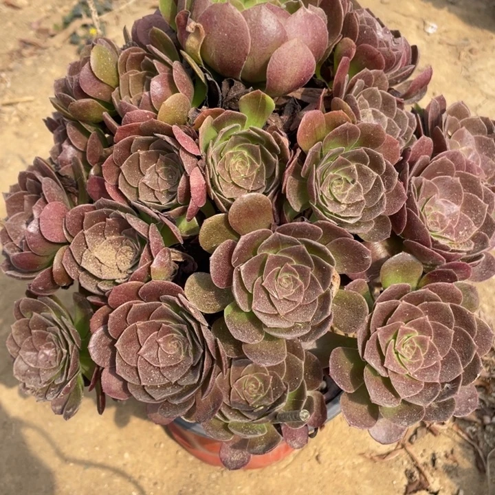 无花朵760多肉植物赤焰莲