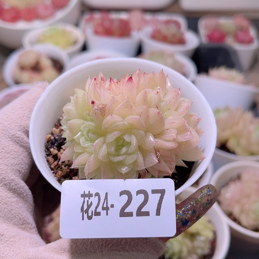 花利美24-227麦秆群