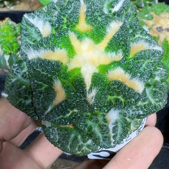 无花朵苗接龟甲563