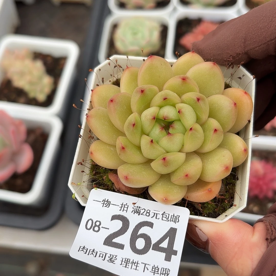 莱拉多肉无盆土发货无盆土发货无盆土无