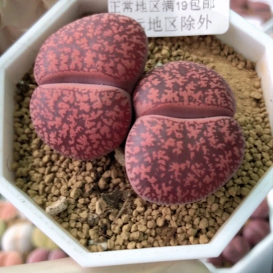 6407，5年以上大双头酒红
