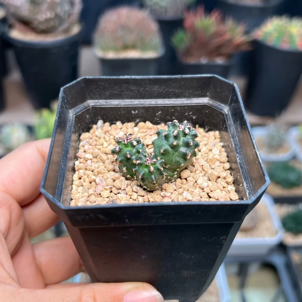 3头短豪刺青花虾实生277号