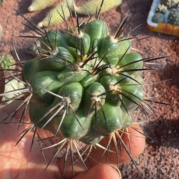 黑王无根666666666