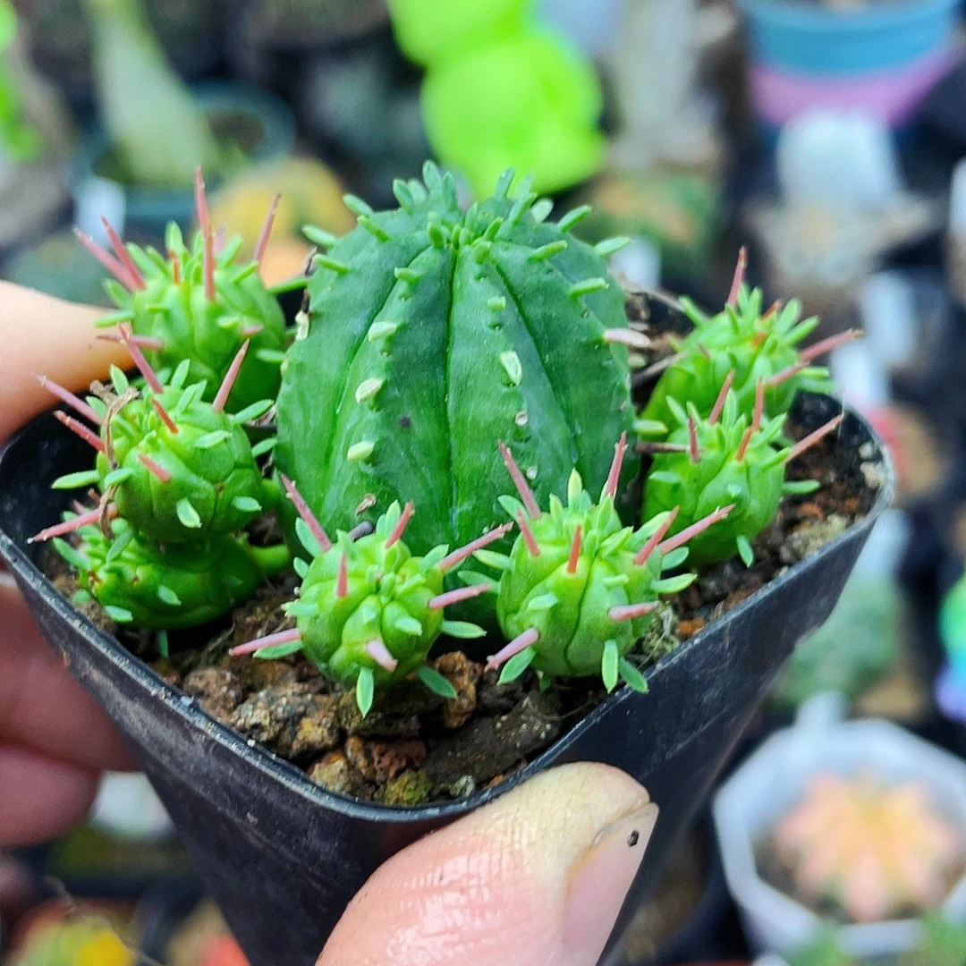 火麒麟非偏远地区满25包邮仙人球