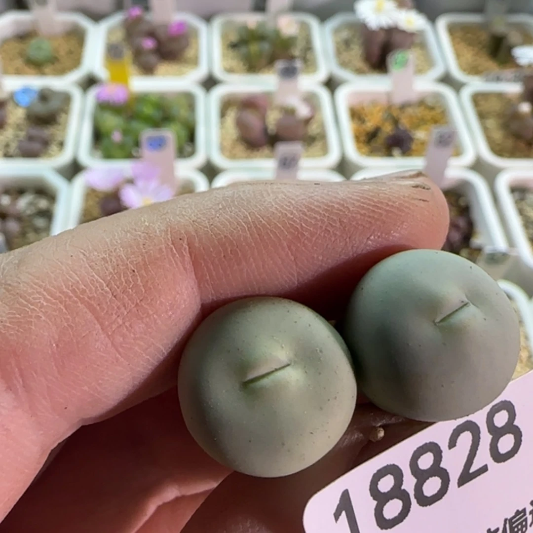 【闪购商品】?****?18828