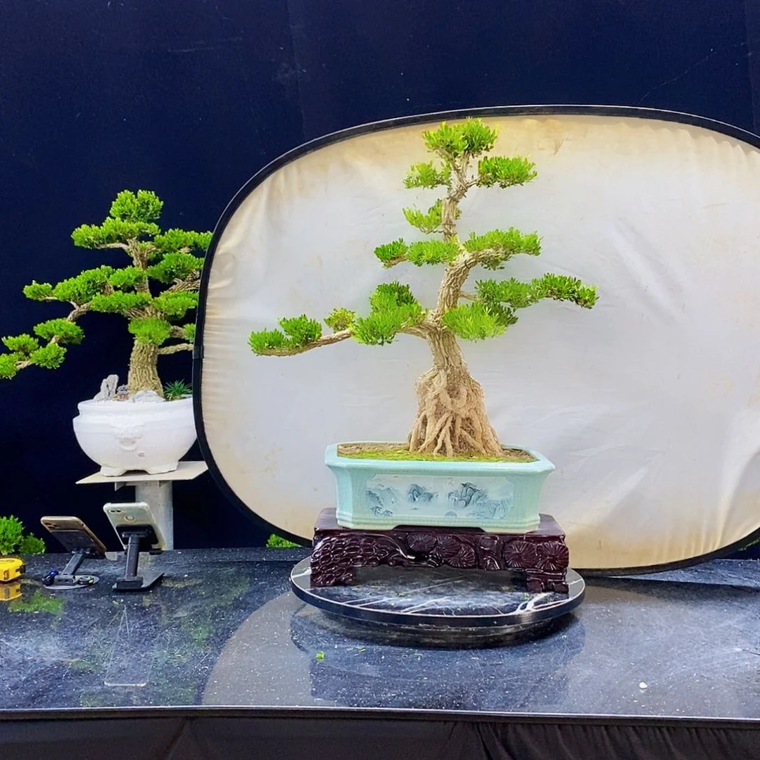 无花朵黄杨盆景造型