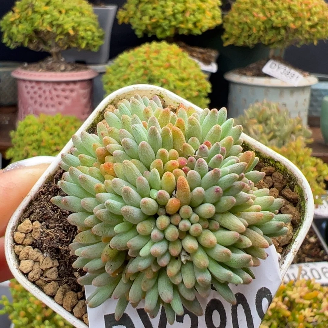 dy3808晶珊瑚冠幅3.5cm