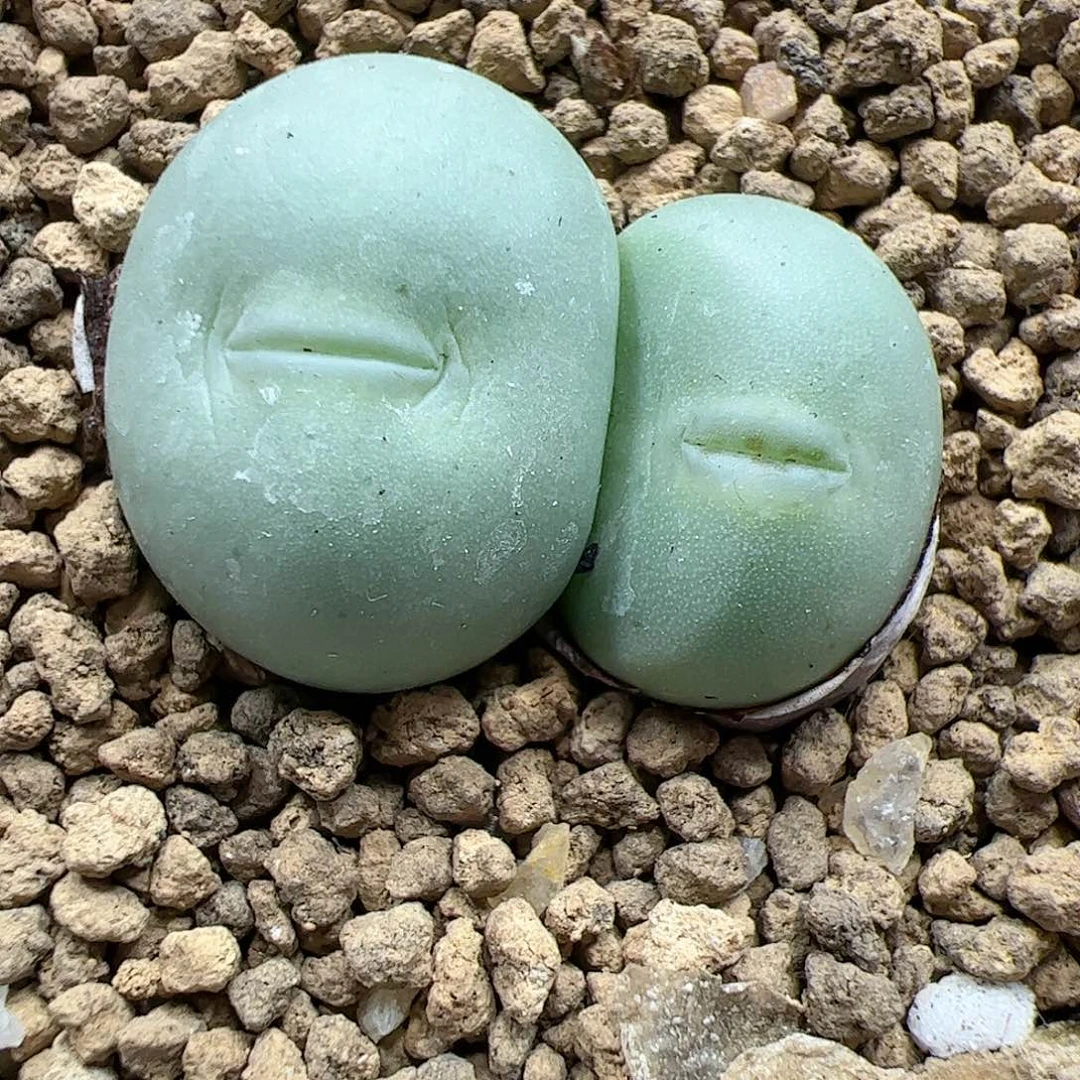【闪购商品】 48 嘟嘴拳拳