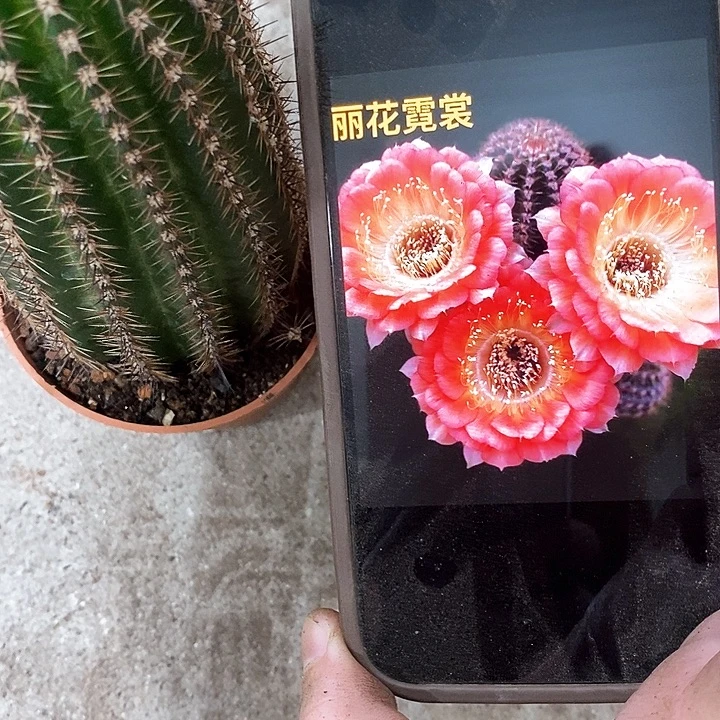 尼桑仙人球，3689990