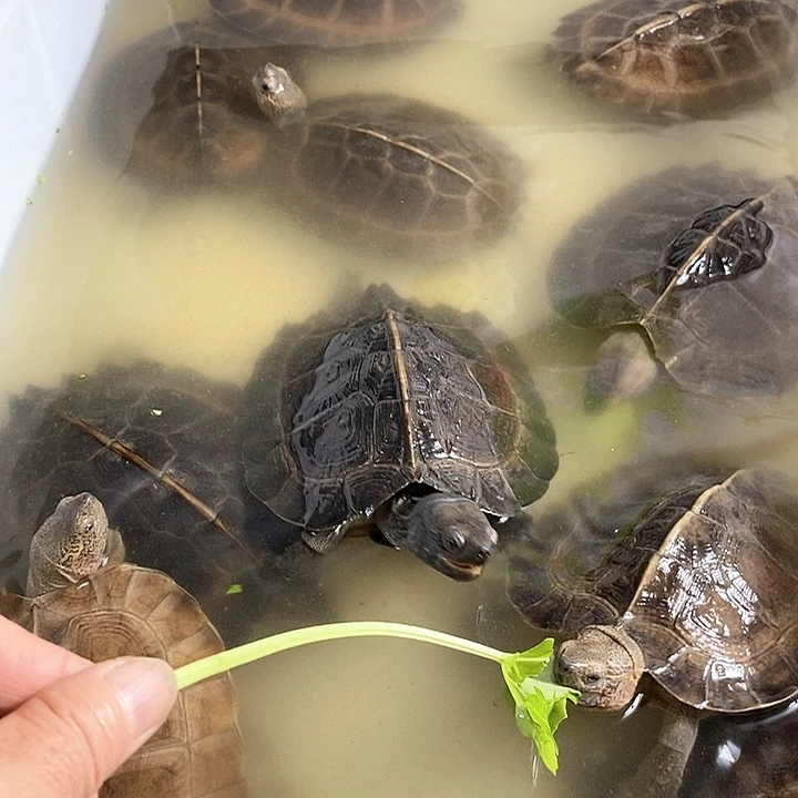 东为亚洲臣龟互动性好