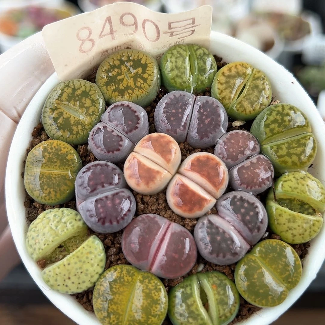 好养易活生石花大母本8490