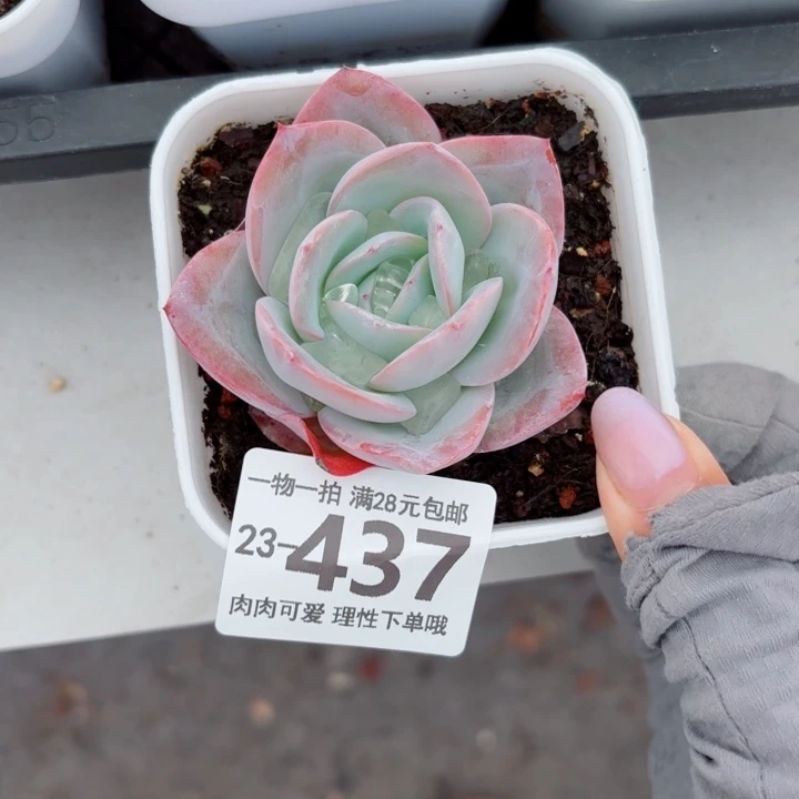布鲁蓝无盆土发货无盆土