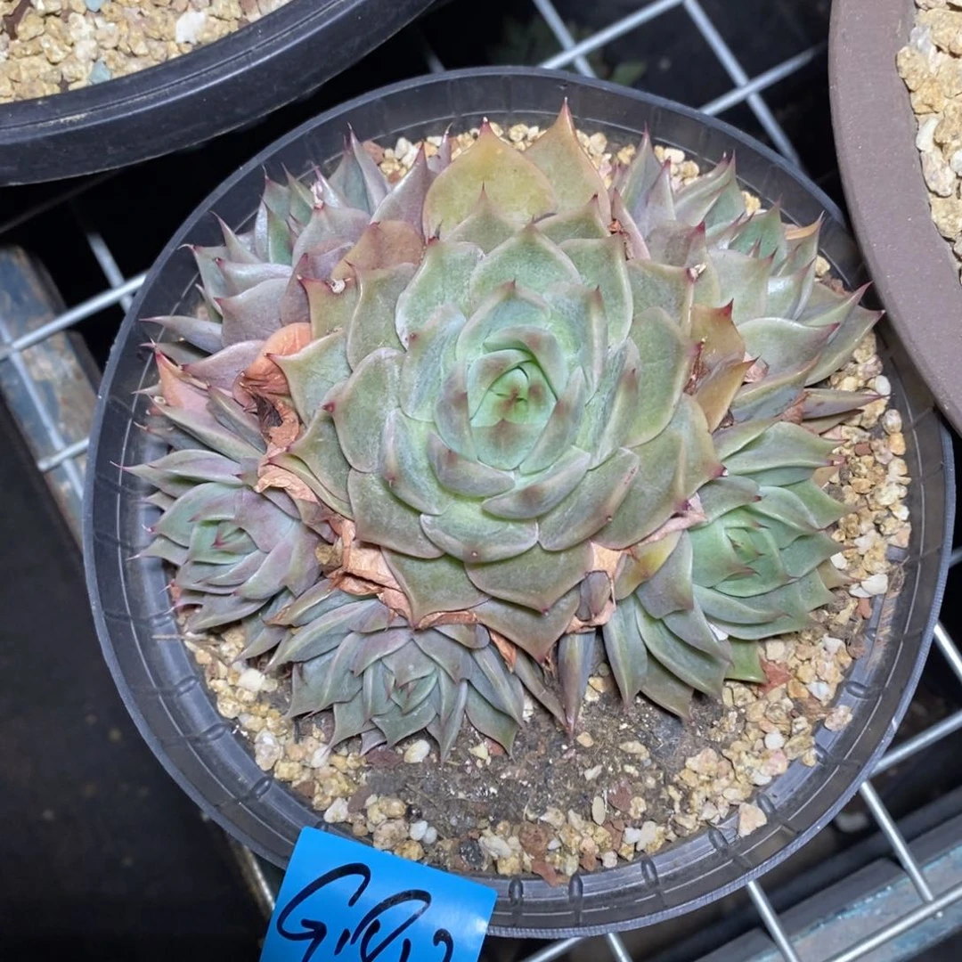 多肉植物多肉植物1813