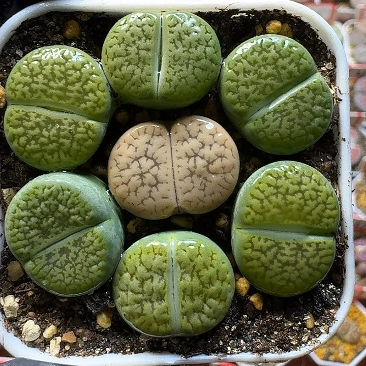 生石花11111111。   75