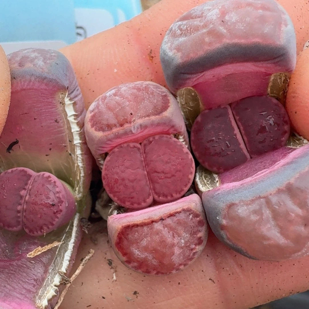 18三颗紫饼干00000000