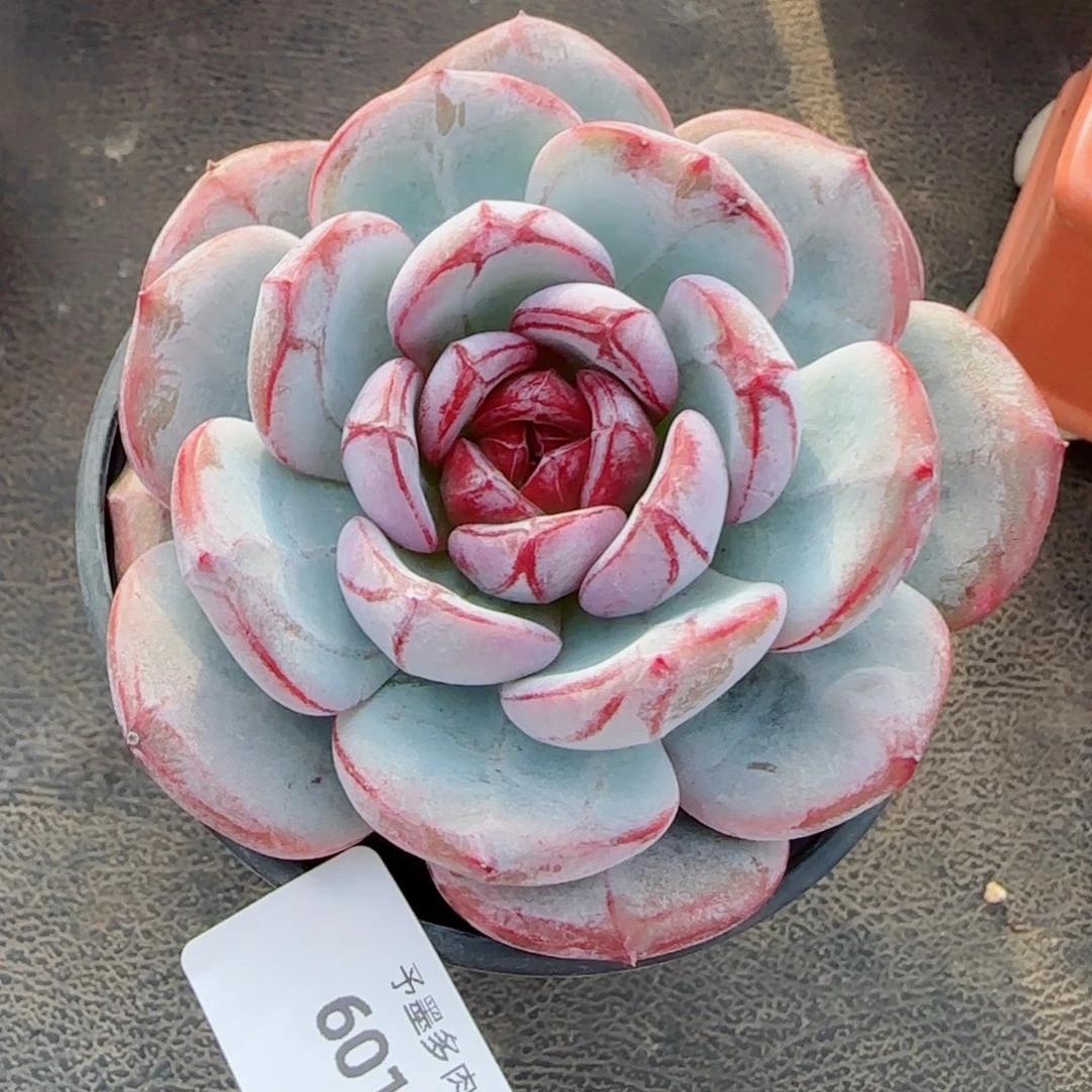 雪色浪漫，6018多肉植物