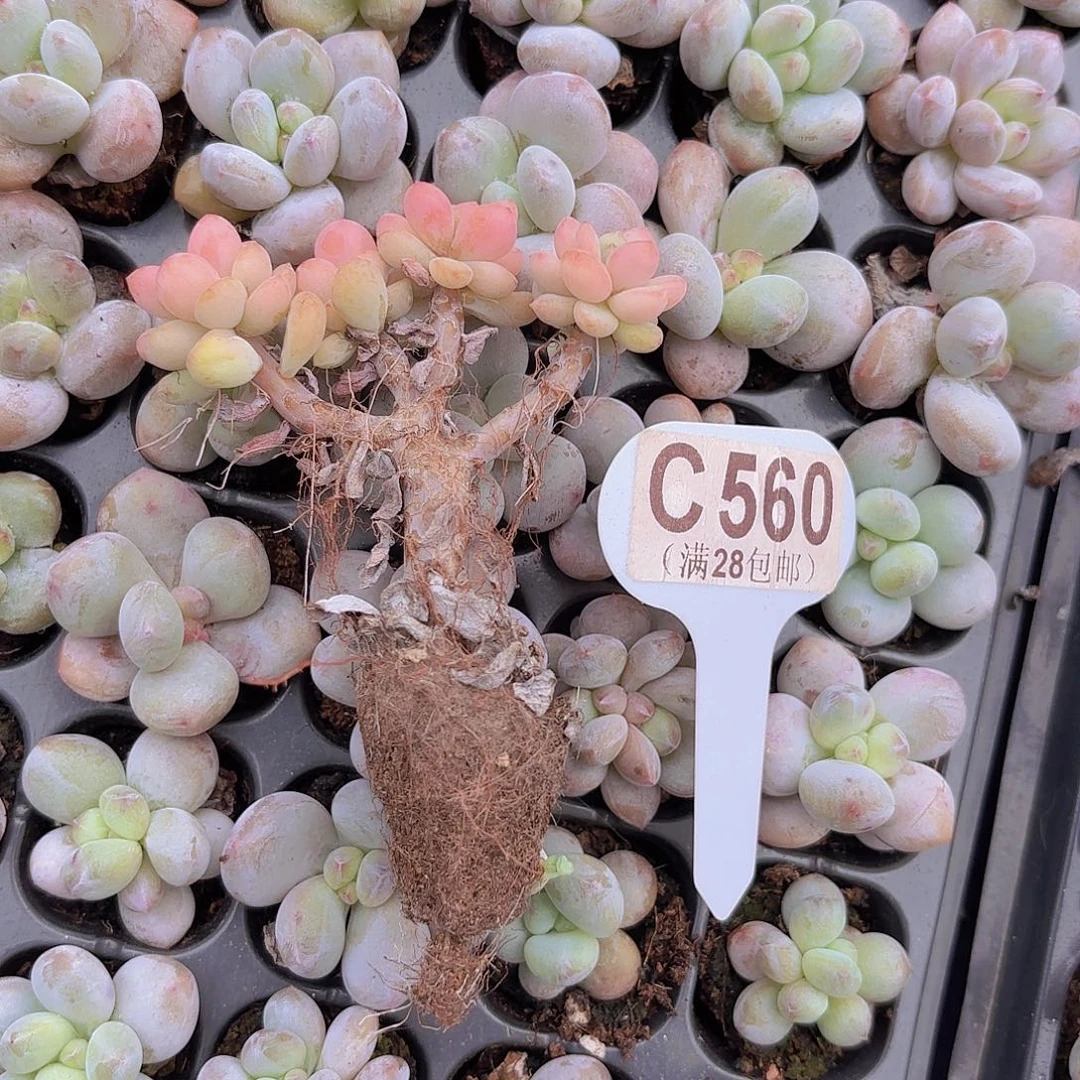 C560白鹿一物一拍