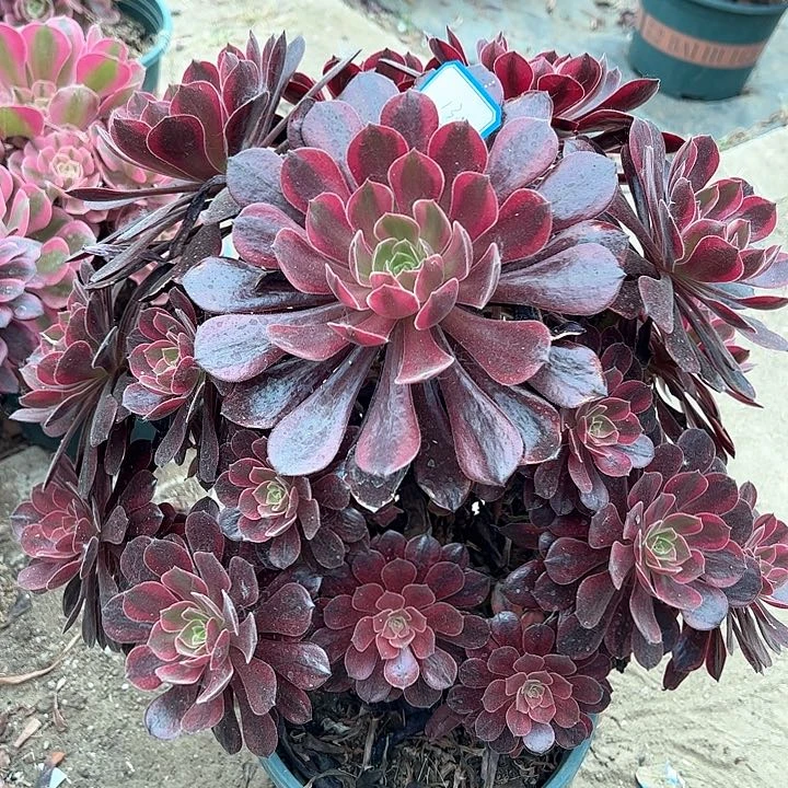 130金丝雀多肉植物
