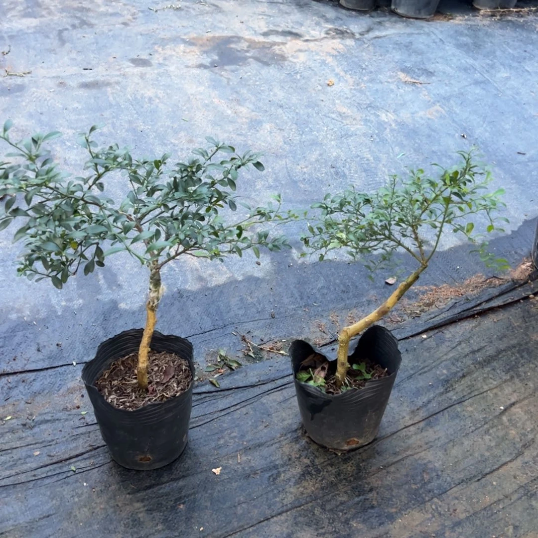 无花朵盆栽植物花卉