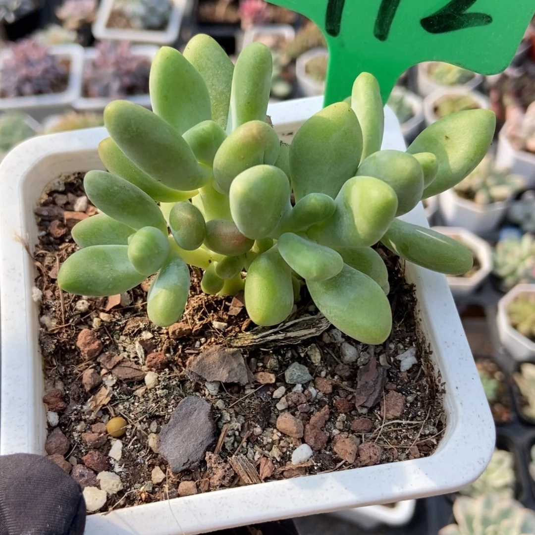 972芒果奶多肉植物