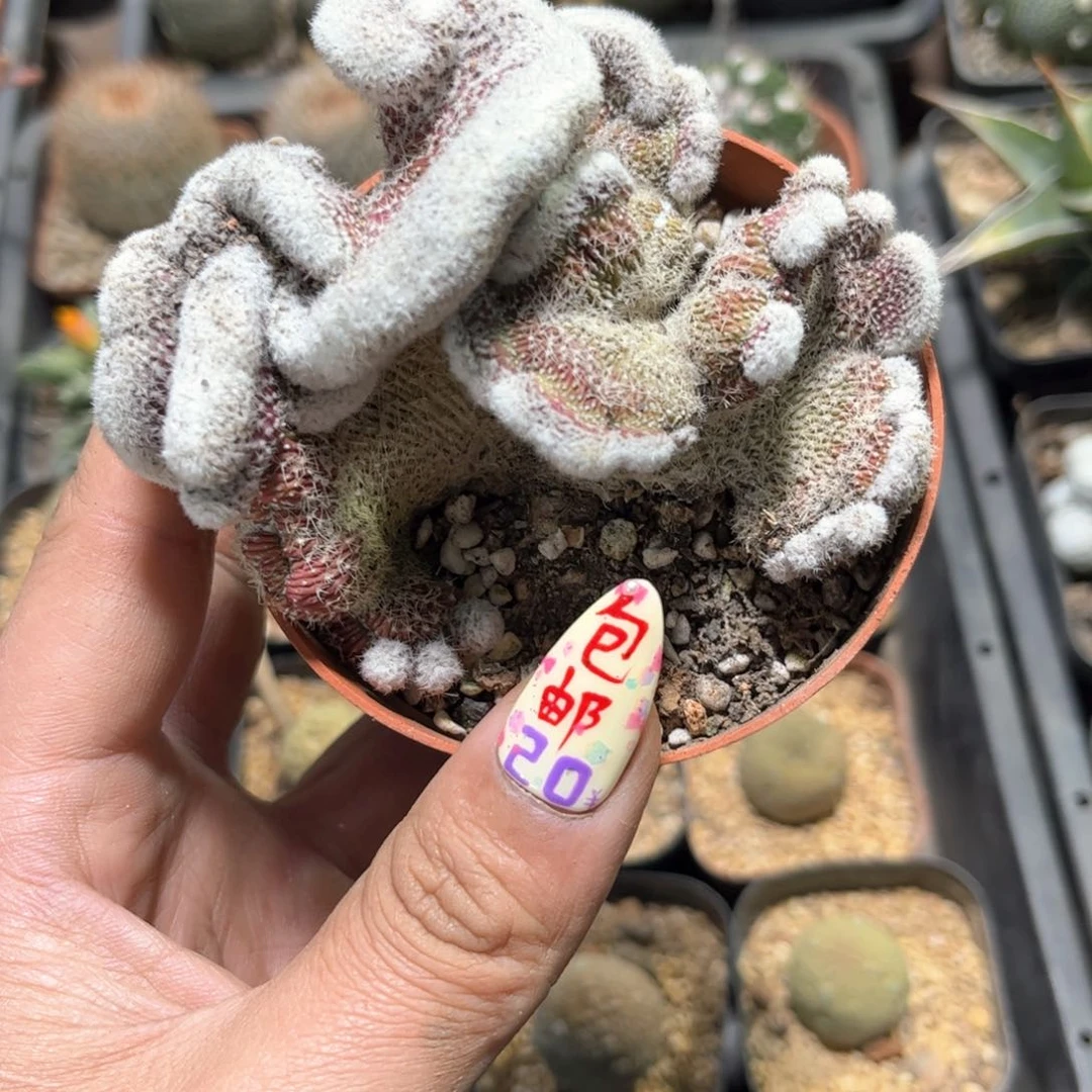 23931一物一拍蜜刺麒麟缀化