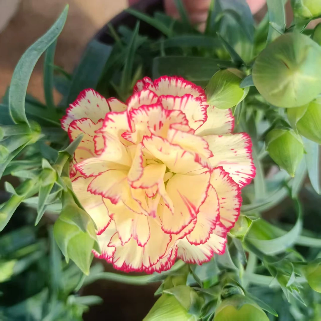 异彩康乃馨盆栽室内外阳台耐高温耐冻绿植浓香