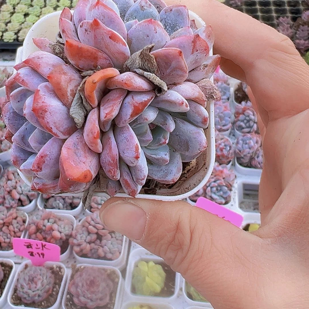 樱花橙群19包邮多肉