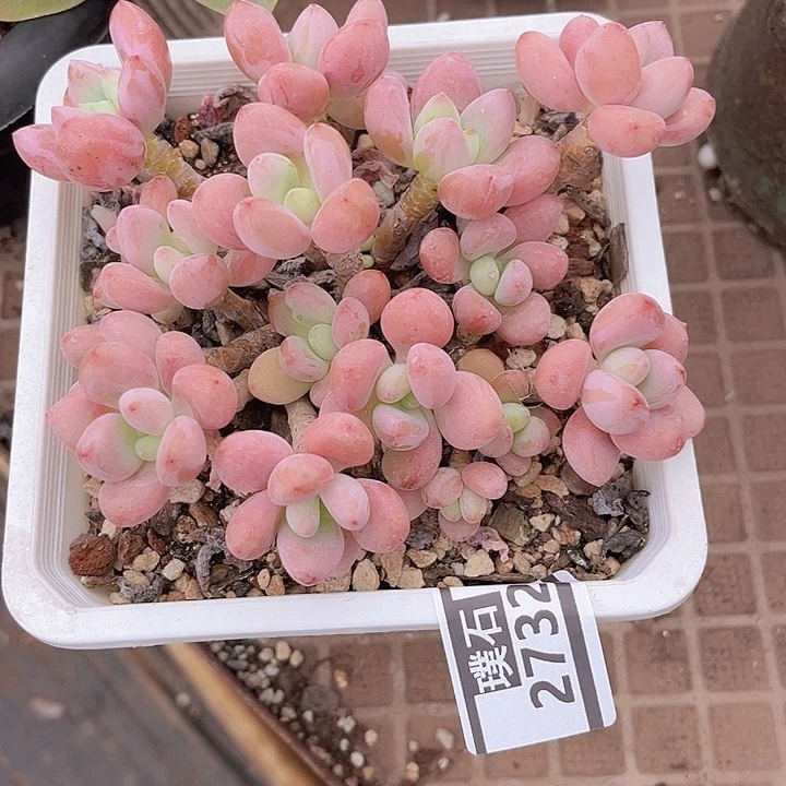 红洛神2732多肉植物