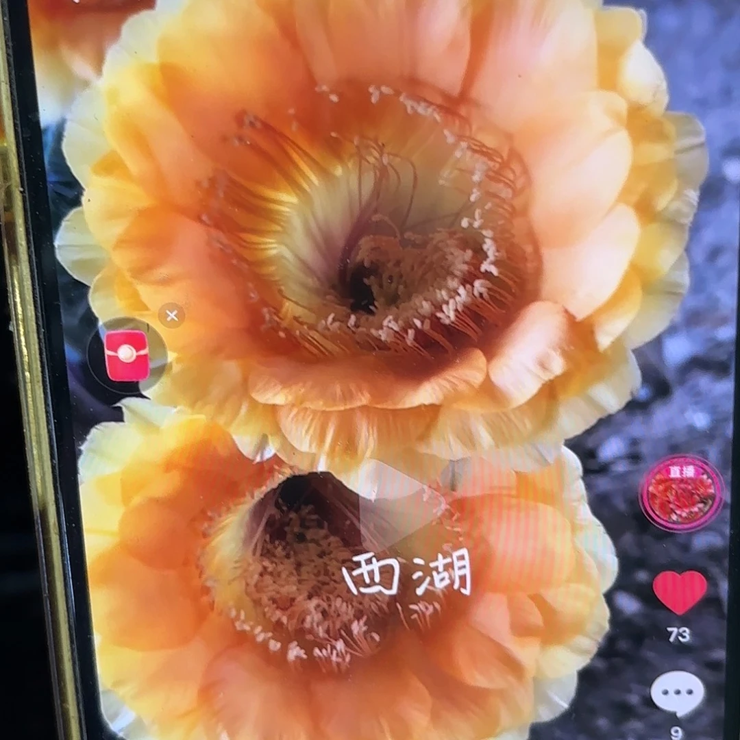 A66彩侧牙20包邮仙人球30