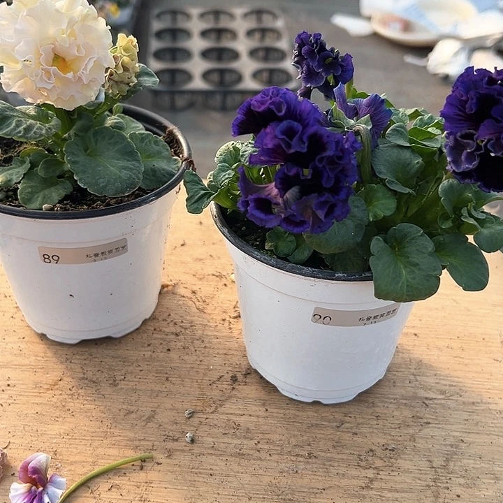 水晶抖音直播闪拍89/90