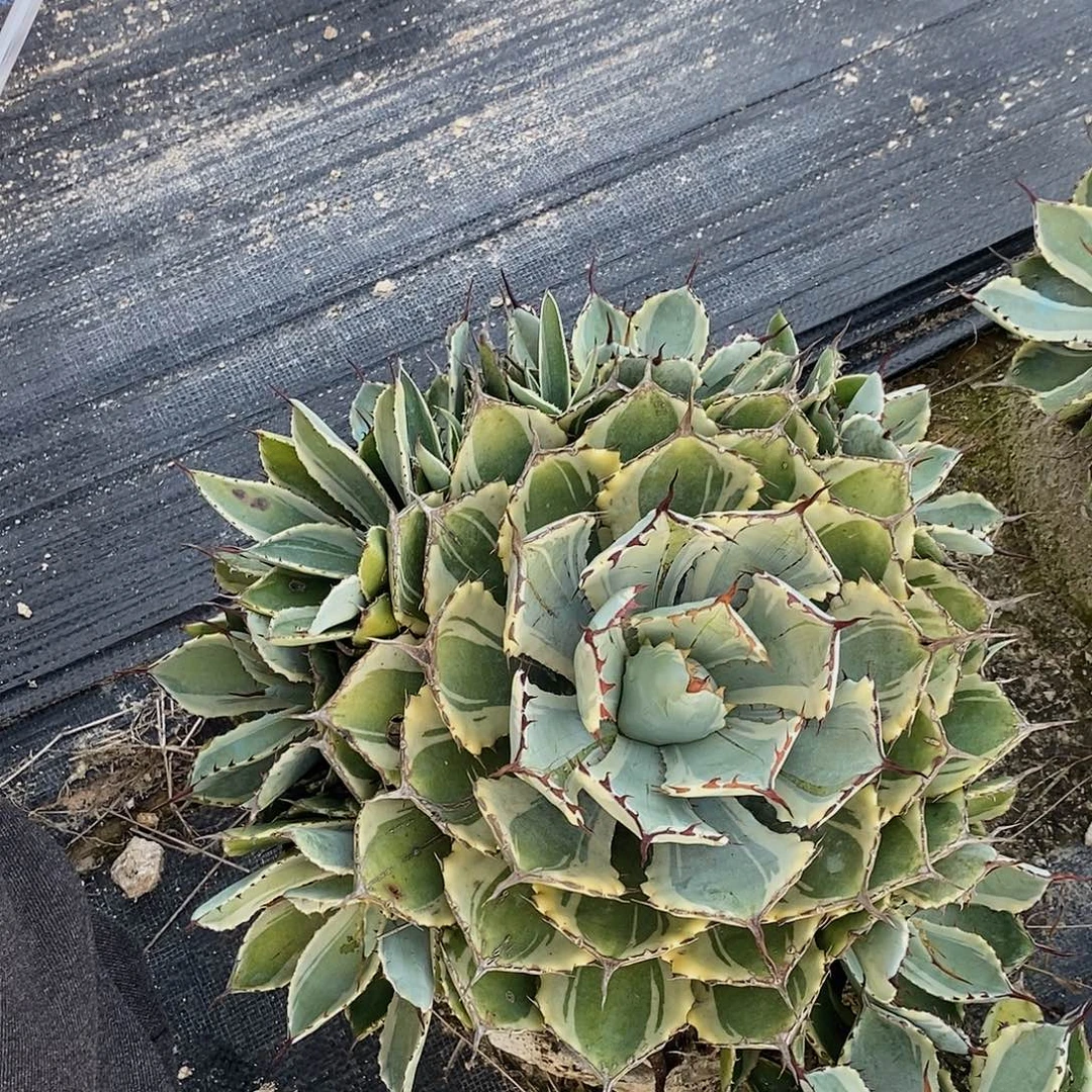 25公分左右吉祥冠锦带侧芽