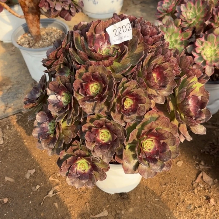 黑魔多肉处理不包断头2202