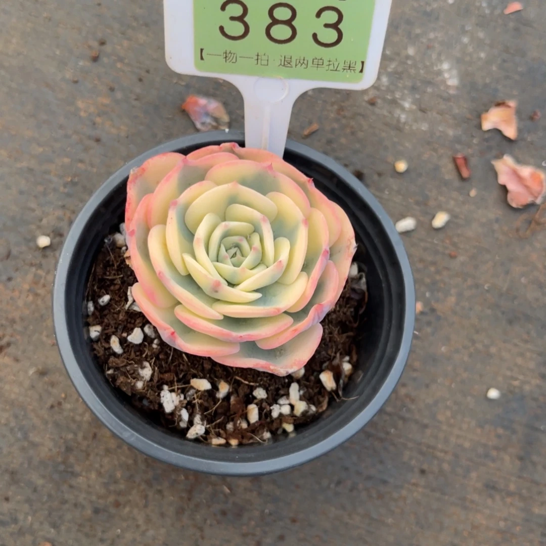 云尘多肉一物一拍383