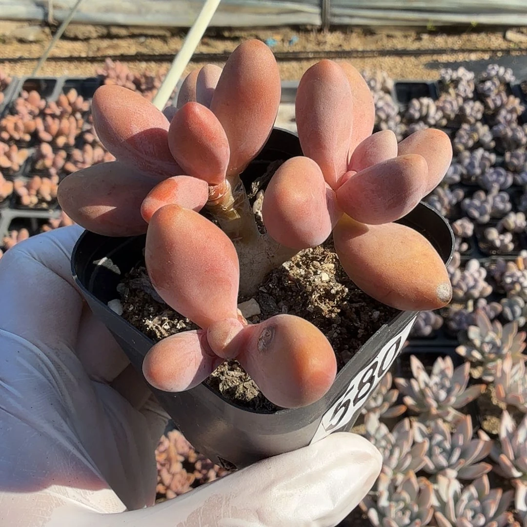 580三头无砍红手指满20包邮