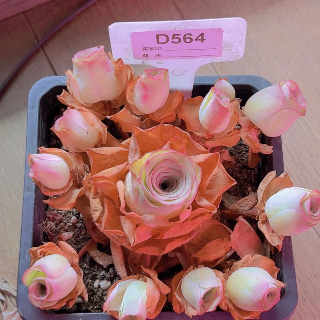 564山地玫瑰粉色