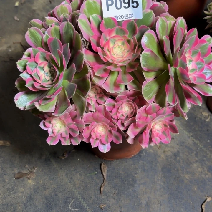 瑞妈，。。？××095布，。。