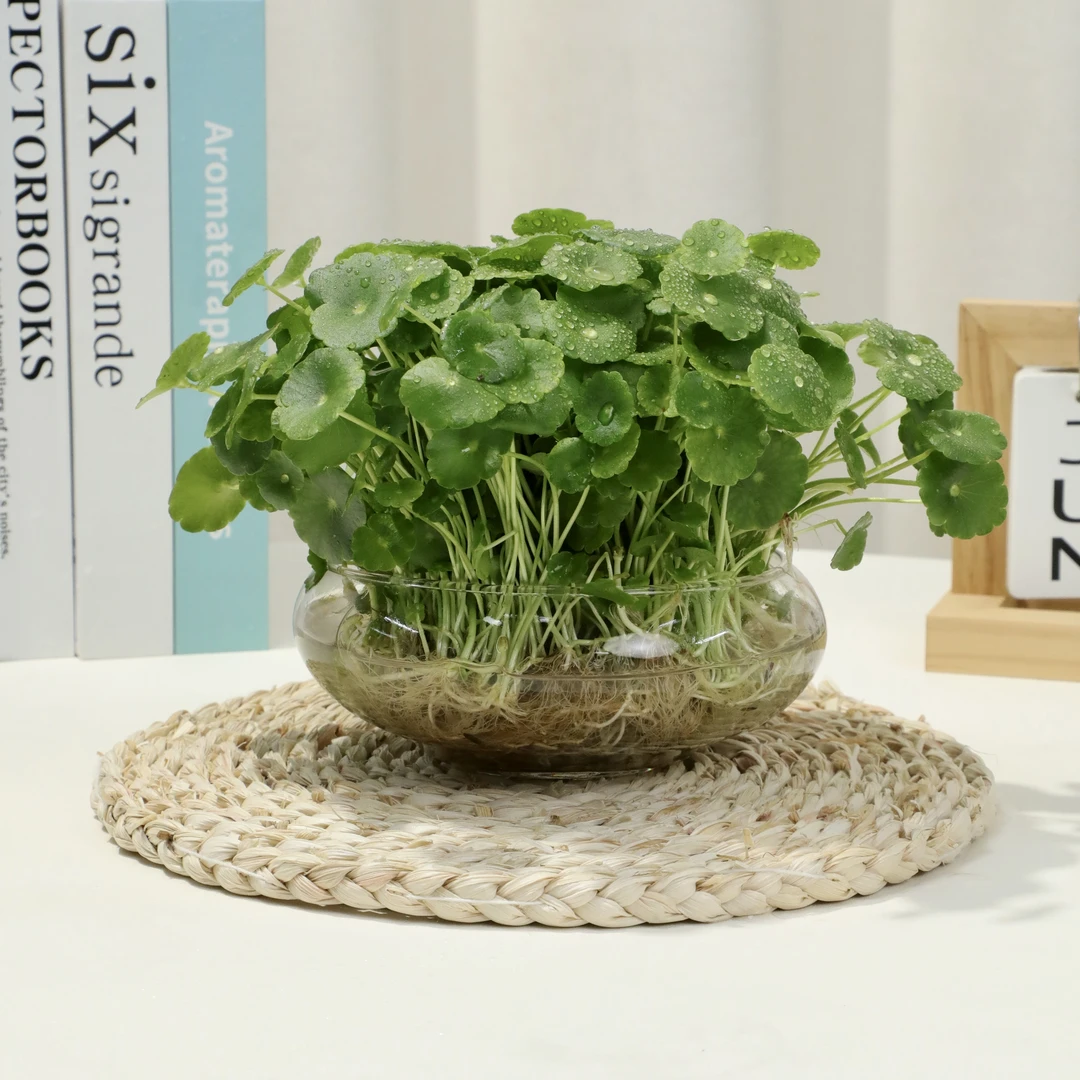 水培带叶铜钱草水培土培植物水养绿植金钱草室外四季常青绿植盆栽