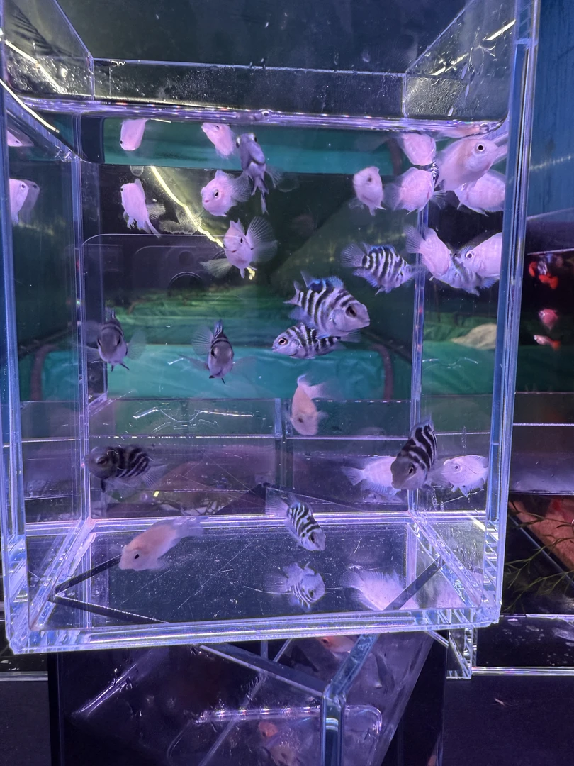 迷你鹦鹉鱼 小型热带观赏鱼 皮实耐活 颜色随机 渔场直发 观赏鱼